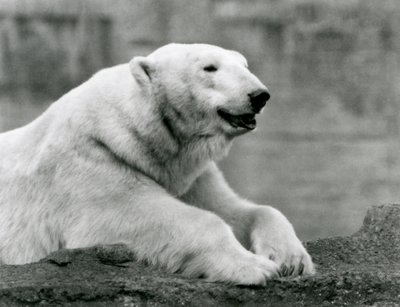 Een ijsbeer rustend op een rotsrichel in de London Zoo in 1931 door Frederick William Bond