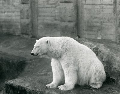 Een ijsbeer zittend op een rotsrichel in de London Zoo in september 1927 door Frederick William Bond