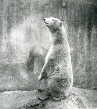 Een ijsbeer zittend op zijn achterpoten in de London Zoo in 1929 door Frederick William Bond