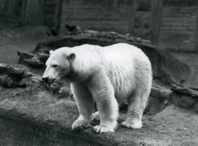 Een ijsbeer staand aan de rand van zijn verblijf aan de voet van de Mappin Terrassen, London Zoo, september 1928 door Frederick William Bond