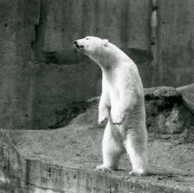 Een IJsbeer die rechtop staat, op zijn achterpoten, aan de rand van zijn verblijf op de Mappin Terrassen, London Zoo door Frederick William Bond