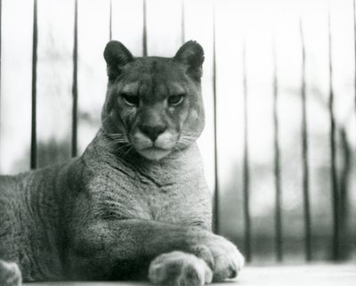 Een poema/cougar/bergleeuw/catamount rustend in de London Zoo in 1931 door Frederick William Bond