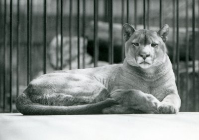 Een PoemaCougarBergleeuw liggend in zijn verblijf in de London Zoo in juni 1925 door Frederick William Bond