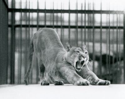 Een Poema geeuwend en uitrekkend bij London Zoo in juni 1925 door Frederick William Bond