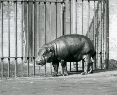Een dwergnijlpaard in de London Zoo in 1927 door Frederick William Bond