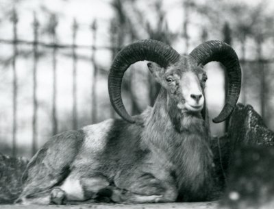 Een Ram zittend in de London Zoo, 1925 door Frederick William Bond