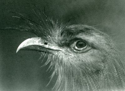 Een roodpootseriema in London Zoo in 1924 door Frederick William Bond