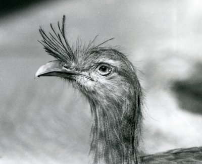 Een Roodpootseriema in London Zoo in 1929 (zwart-wit foto) door Frederick William Bond