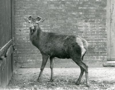 Een Edelhert met ontluikend gewei, London Zoo, augustus 1928 (zwart-wit foto) door Frederick William Bond