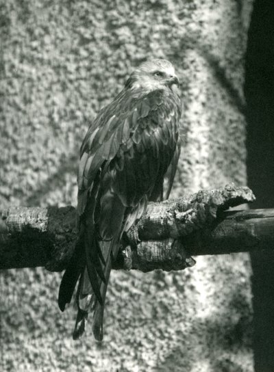 Een rode wouw zittend op een tak in London Zoo in 1924 door Frederick William Bond