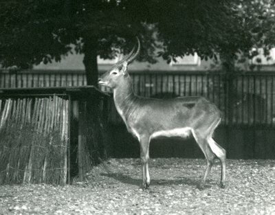 Een rode lechwe in de Londense dierentuin, juli 1924 door Frederick William Bond