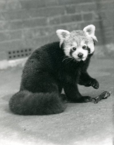 Een Rode Panda zittend in de London Zoo, 1917 door Frederick William Bond