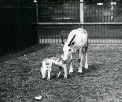 Een rendier met haar kalf in de dierentuin van Londen, maart 1914 door Frederick William Bond