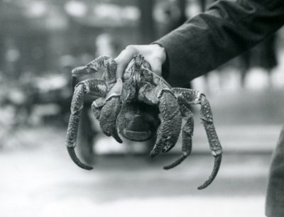 Een roverskrab of kokoskrab vastgehouden door een verzorger in de London Zoo, juli 1927 door Frederick William Bond