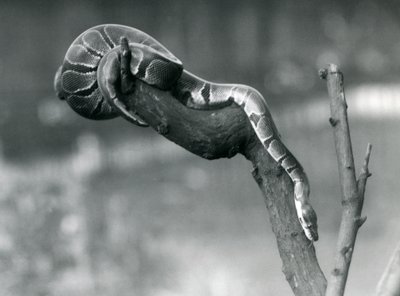 Een Koninklijke Balpython die zich een weg baant langs een tak in London Zoo, oktober 1925 door Frederick William Bond