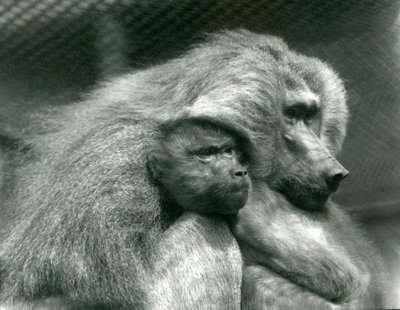 Een heilige baviaan met zijn jong in de London Zoo door Frederick William Bond