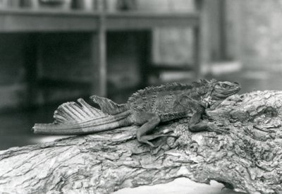 Een zeilvinhagedis met beschadigde staart, rustend op een boomstam in London Zoo in 1928 door Frederick William Bond