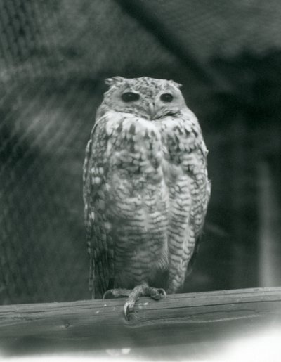 Een Savigny’s Farao Oehoe rustend op een tak bij London Zoo, september 1925 door Frederick William Bond