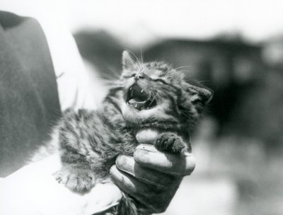 Een Schotse wilde kat kitten gehouden in de handen van zijn verzorger, London Zoo door Frederick William Bond