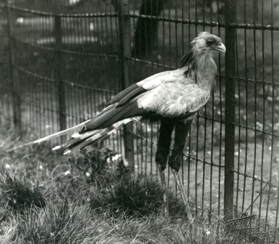 Een secretarisvogel in London Zoo, september 1923 door Frederick William Bond