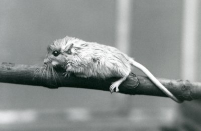 Een Shaws Jird klimmend langs een tak in London Zoo in 1927 door Frederick William Bond