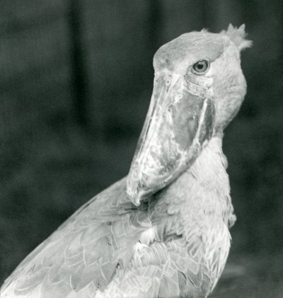 Een schoenbekooievaar, London Zoo, juli 1926 door Frederick William Bond