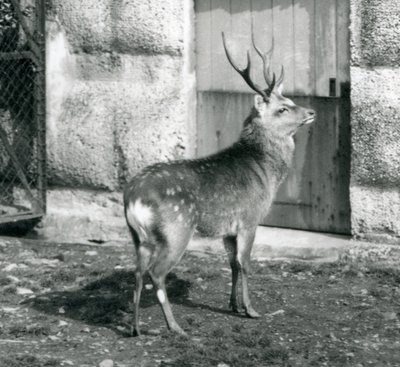Een Sika Japanse Gevlekte Hert staand in zijn omheining, London Zoo, augustus 1927 door Frederick William Bond