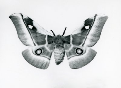 Een zijderups, Bunaea caffraria, bij de London Zoo, voor 1930 door Frederick William Bond