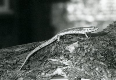 Een Skink rustend op een boomstam in London Zoo in 1929 (zwart-wit foto) door Frederick William Bond