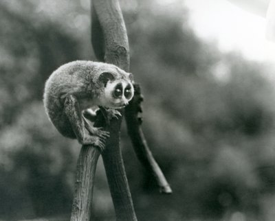 Een Slanke Lori kijkend naar beneden vanaf een tak, London Zoo, augustus 1926 door Frederick William Bond