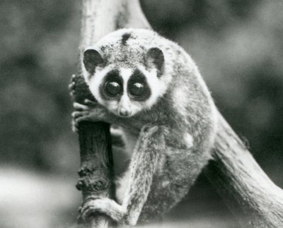Een Slanke Loris kijkend naar beneden vanaf een tak, London Zoo, augustus 1926 door Frederick William Bond