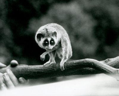 Een Slanke Loris kijkend naar beneden vanaf een tak die in de handen van een verzorger wordt gehouden, London Zoo, augustus 1926 door Frederick William Bond