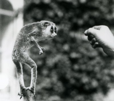 Een Slanke Loris staand rechtop op een tak, kijkend naar de hand van een verzorger terwijl hem een meelworm wordt aangeboden, London Zoo, augustus 1926 door Frederick William Bond
