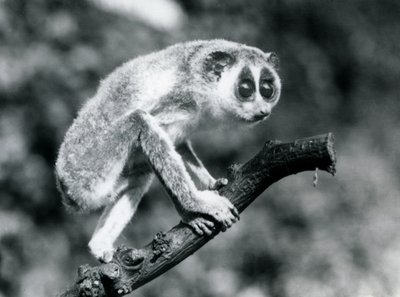 Een slanke lori lopend op een tak, London Zoo, augustus 1926 door Frederick William Bond