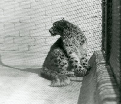 Een Sneeuwluipaard zittend op de grond, London Zoo door Frederick William Bond