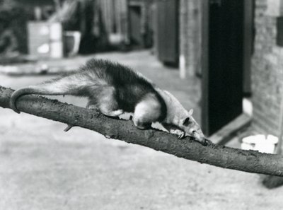 Een Zuidelijke Tamandua/Kraagmiereneter/Kleine Miereneter, lopend langs een tak in de London Zoo door Frederick William Bond
