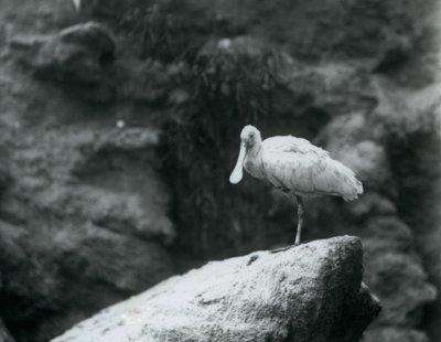 Een Lepelaar staat op een rots in de Londense Zoo in september 1927 door Frederick William Bond
