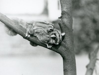 Een suikereekhoorn op een tak met haar baby op haar rug, London Zoo door Frederick William Bond