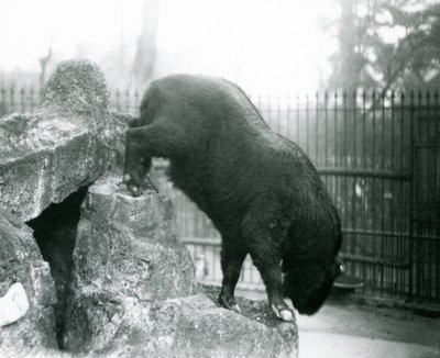 Een Takin, ook bekend als een rundergems of gnoegeit, klimmend van rotsen, London Zoo door Frederick William Bond