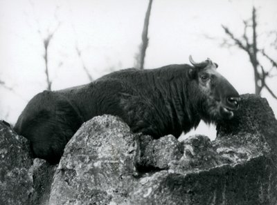 Een Takin, ook bekend als een Runderchamois of Gnoegeit, rustend op een rots, London Zoo, 1925 door Frederick William Bond