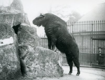 Een takin, ook bekend als een rundergems of gnoegeit, staand rechtop met zijn voorpoten rustend op een rots, London Zoo door Frederick William Bond