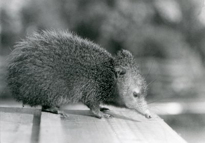 Een Tenrec in de London Zoo in 1929 door Frederick William Bond