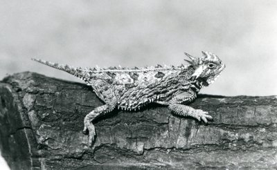 Een Texaanse gehoornde hagedis/Horntoad/Horned Toad/Horny Toad rustend op een boomstam in London Zoo in augustus 1928 (zwart-wit foto) door Frederick William Bond