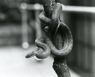 Een Texas Rat Slang gewikkeld rond een bijna verticale tak in de London Zoo in augustus 1928 door Frederick William Bond