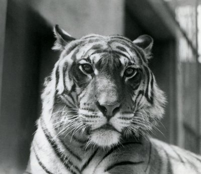 Een tijger in London Zoo in juli 1924 door Frederick William Bond