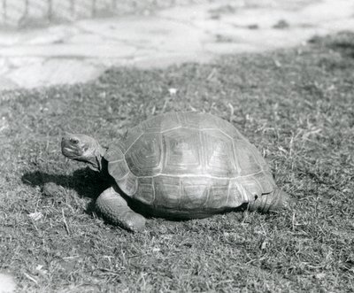 Een schildpad staand op gras in de London Zoo in 1926 door Frederick William Bond