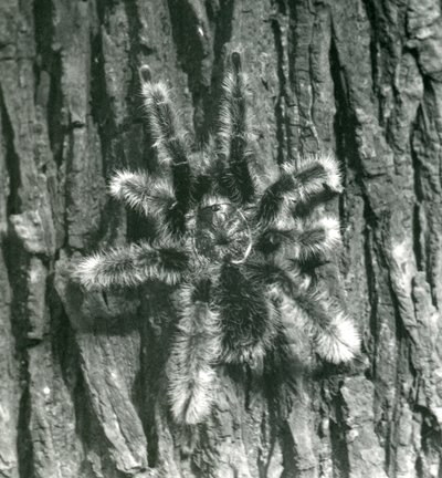 Een Trinidad Chevron Tarantula op de schors van een boomstam, London Zoo, oktober 1926 door Frederick William Bond