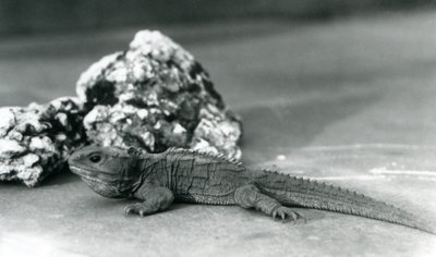 Een Tuatara, liggend voor een rots, in de London Zoo in 1928 door Frederick William Bond
