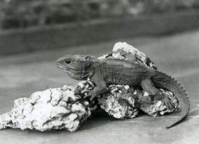 Een Tuatara, liggend op een rots, in London Zoo in 1929 (zwart-wit foto) door Frederick William Bond