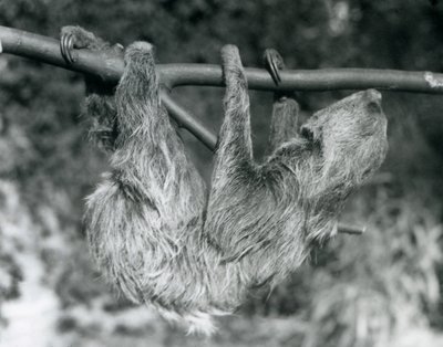 Een tweeteenluiaard hangend aan een afgezaagde tak, London Zoo, 1927 door Frederick William Bond